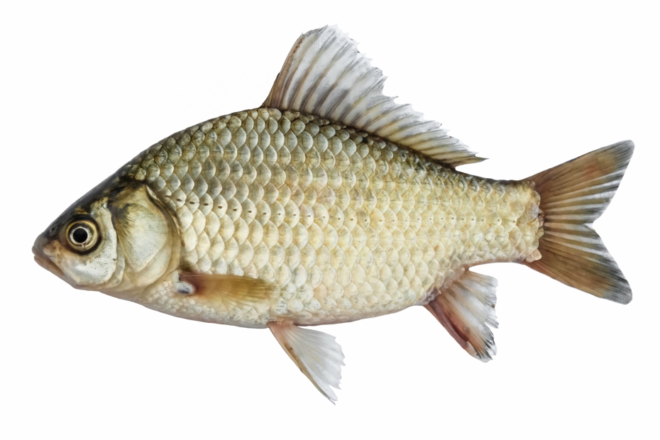 Fish Real Body Bizarre Beauty Product Ingredients