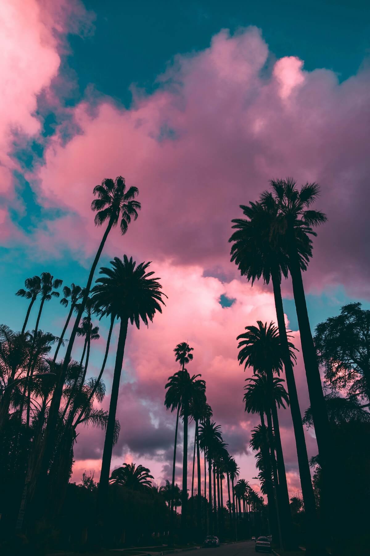 The Best Instagram Captions for All of Your Palm Tree Photos