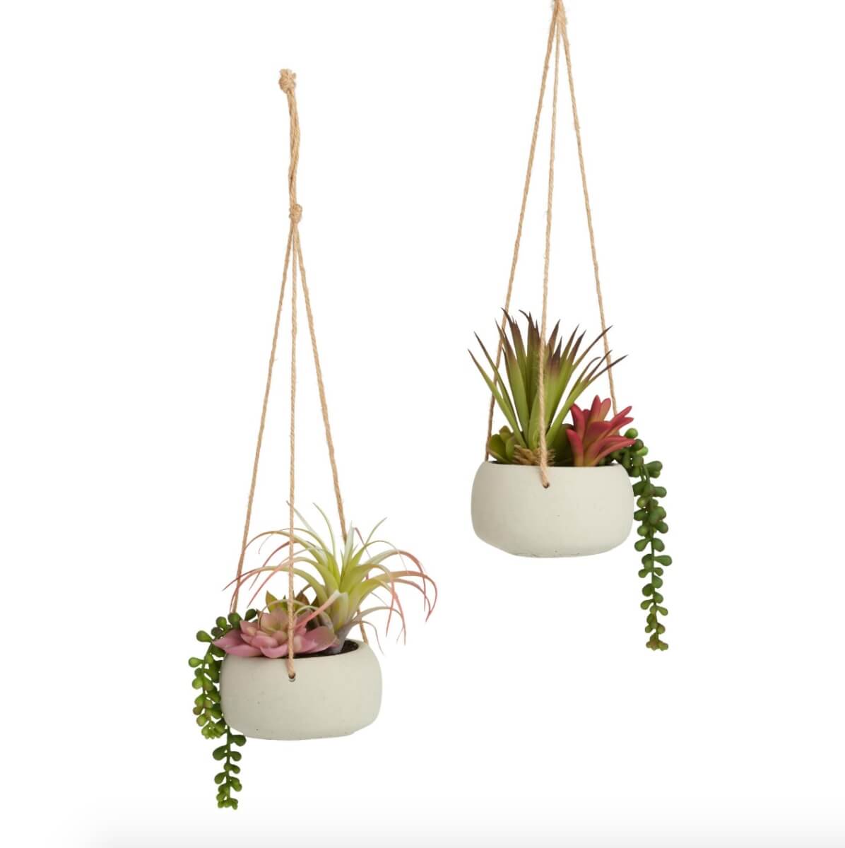 indoor vanilla plant Vanilla Bean LIVE Starter Plant main image 0
