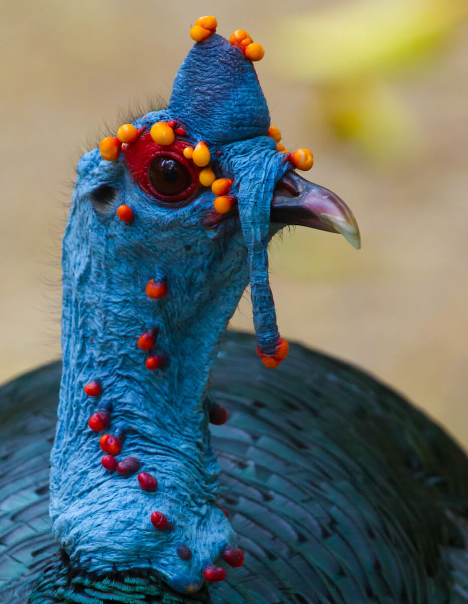 Strange Insect Turkey 35 Bizarre Animals You Won’t Believe Exist in Real Life