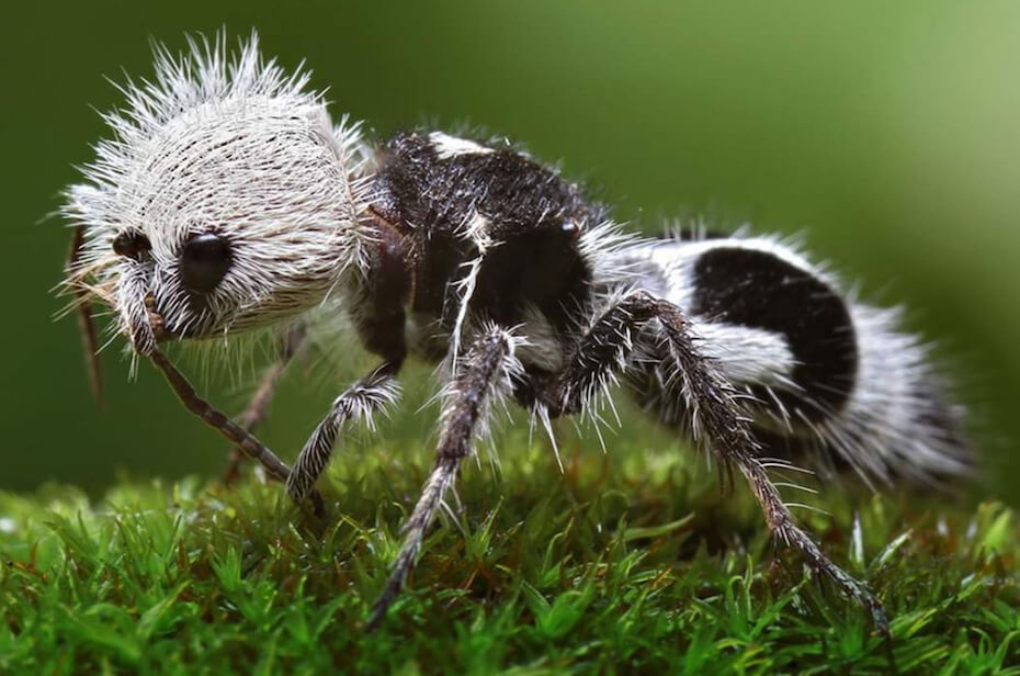 35 Bizarre Animals You Won’t Believe Exist in Real Life